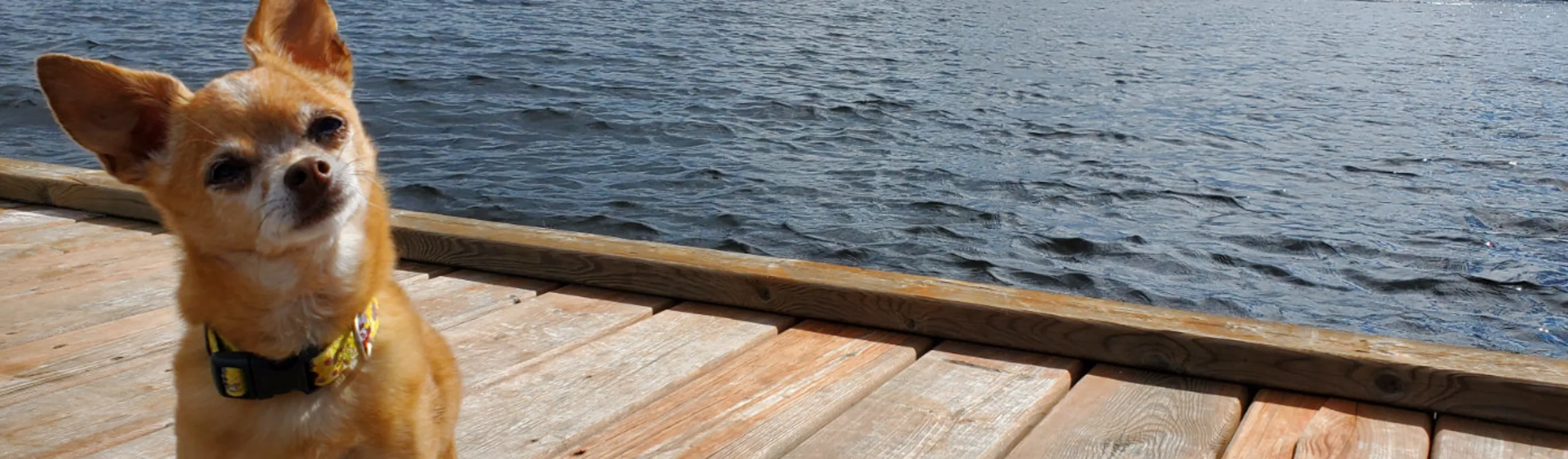 Orange and white Chihuahua sitting on a dock next to water